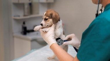 Médicos Veterinários