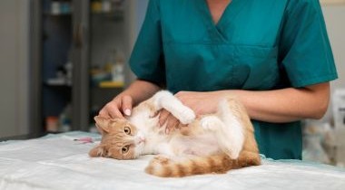 Enfermeiros Veterinários